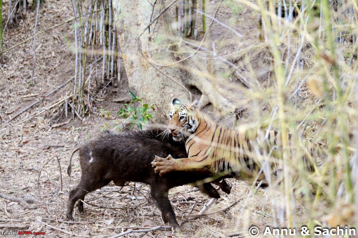 Бой диких животных