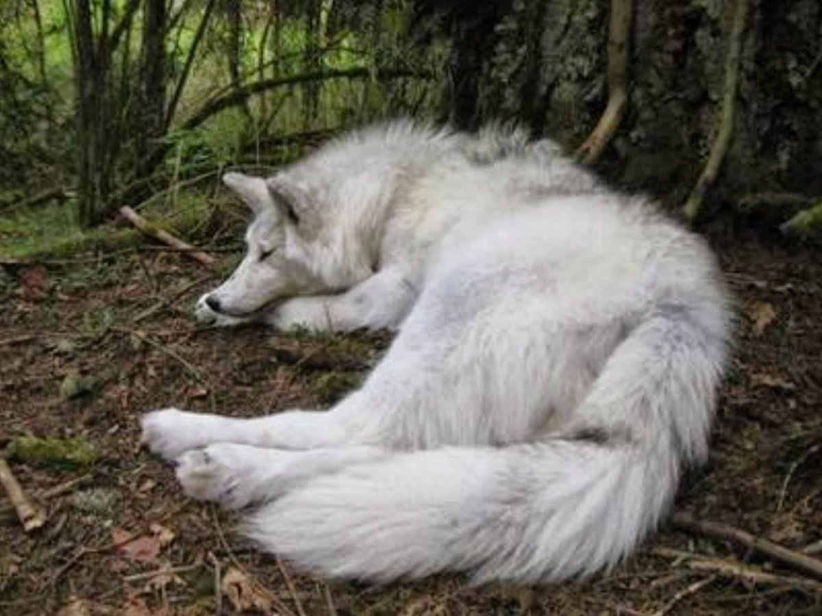 Волчица спит