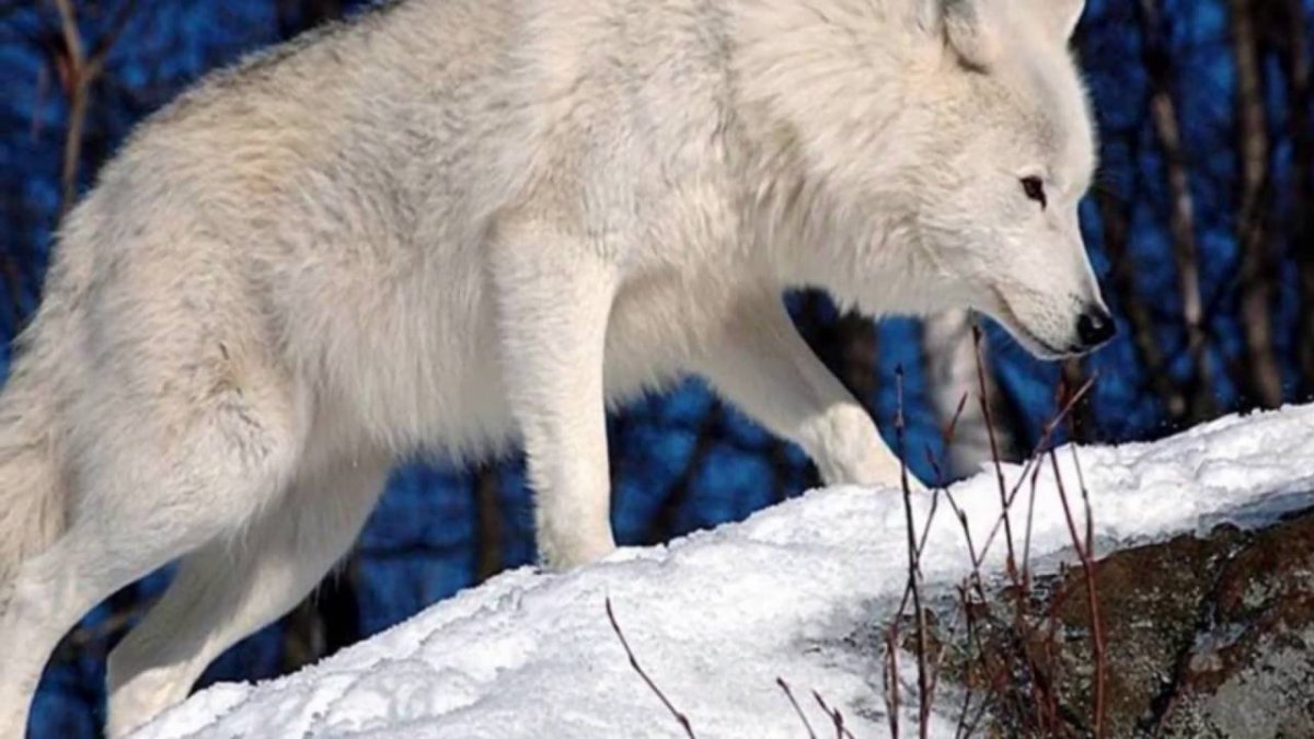 Белый Полярный волк