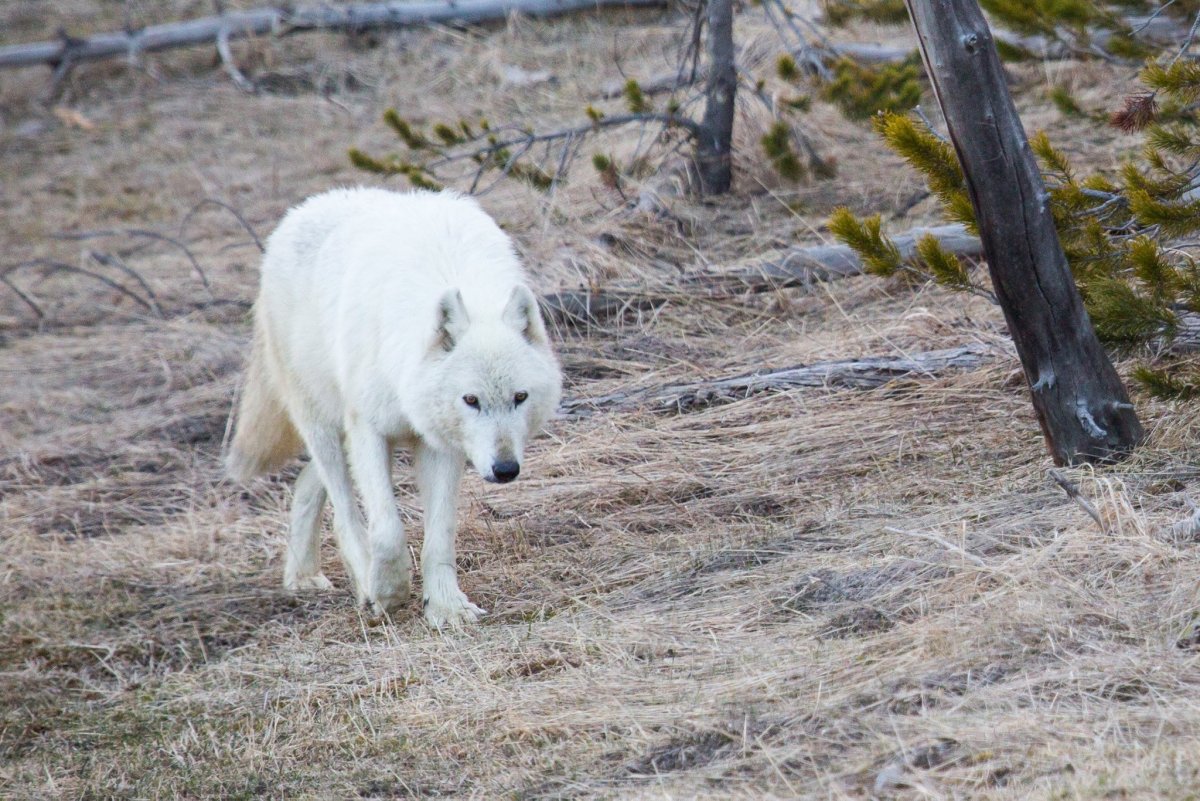 Белая волчица Эстетика