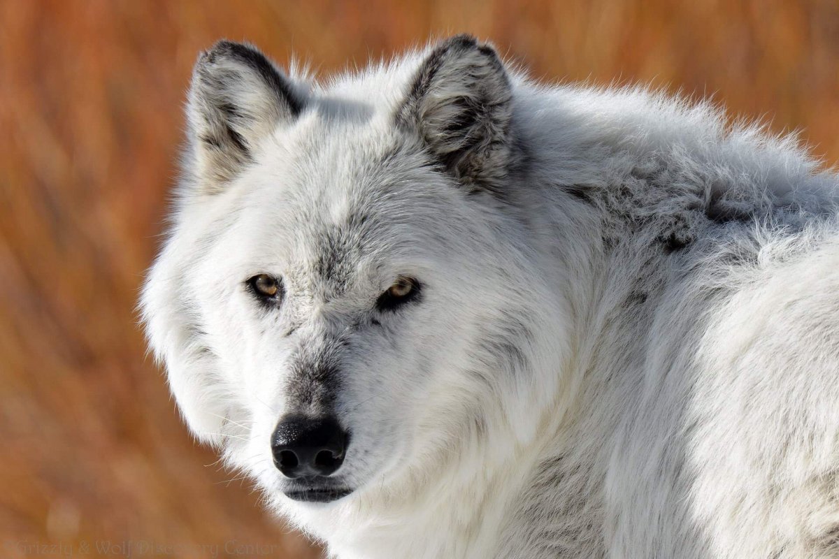 Окрас волка светлосеоый