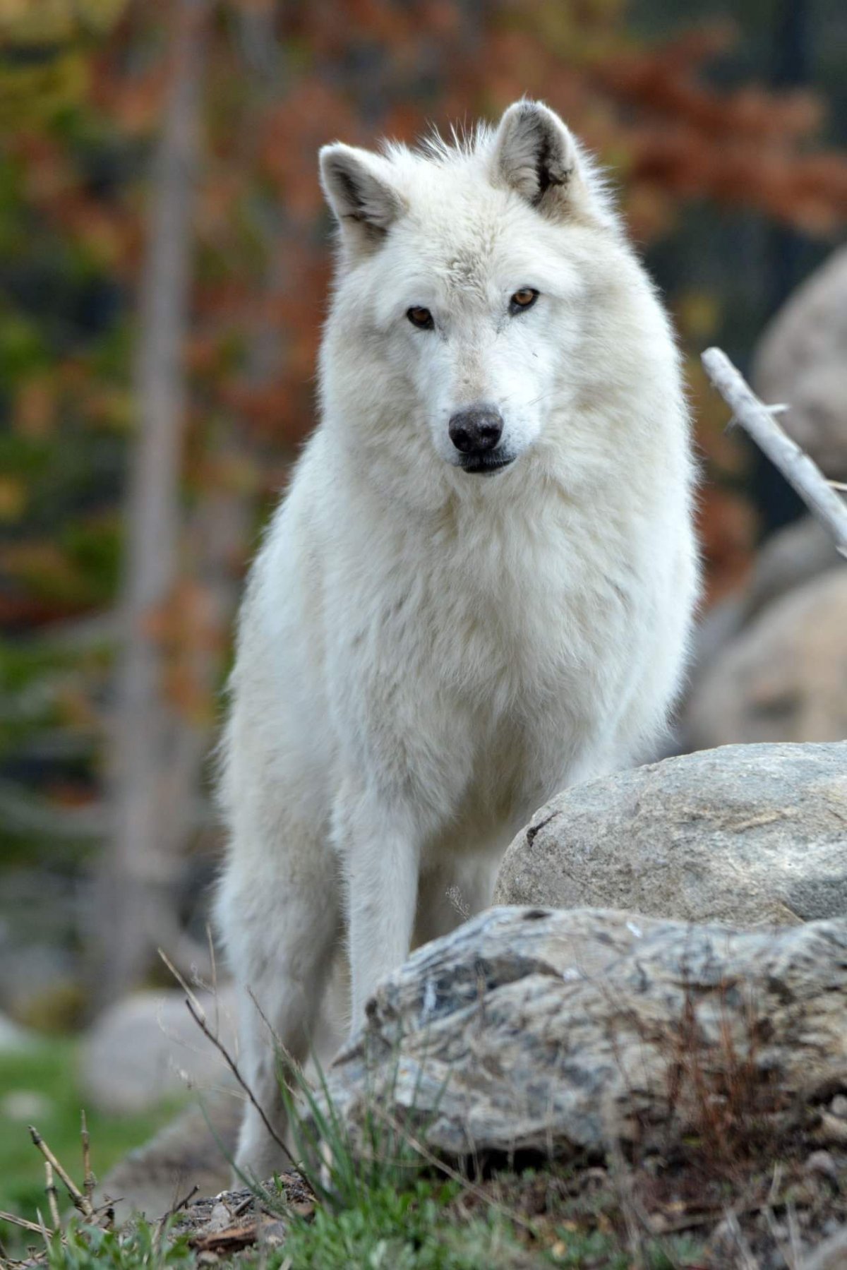 Волчонок альбинос