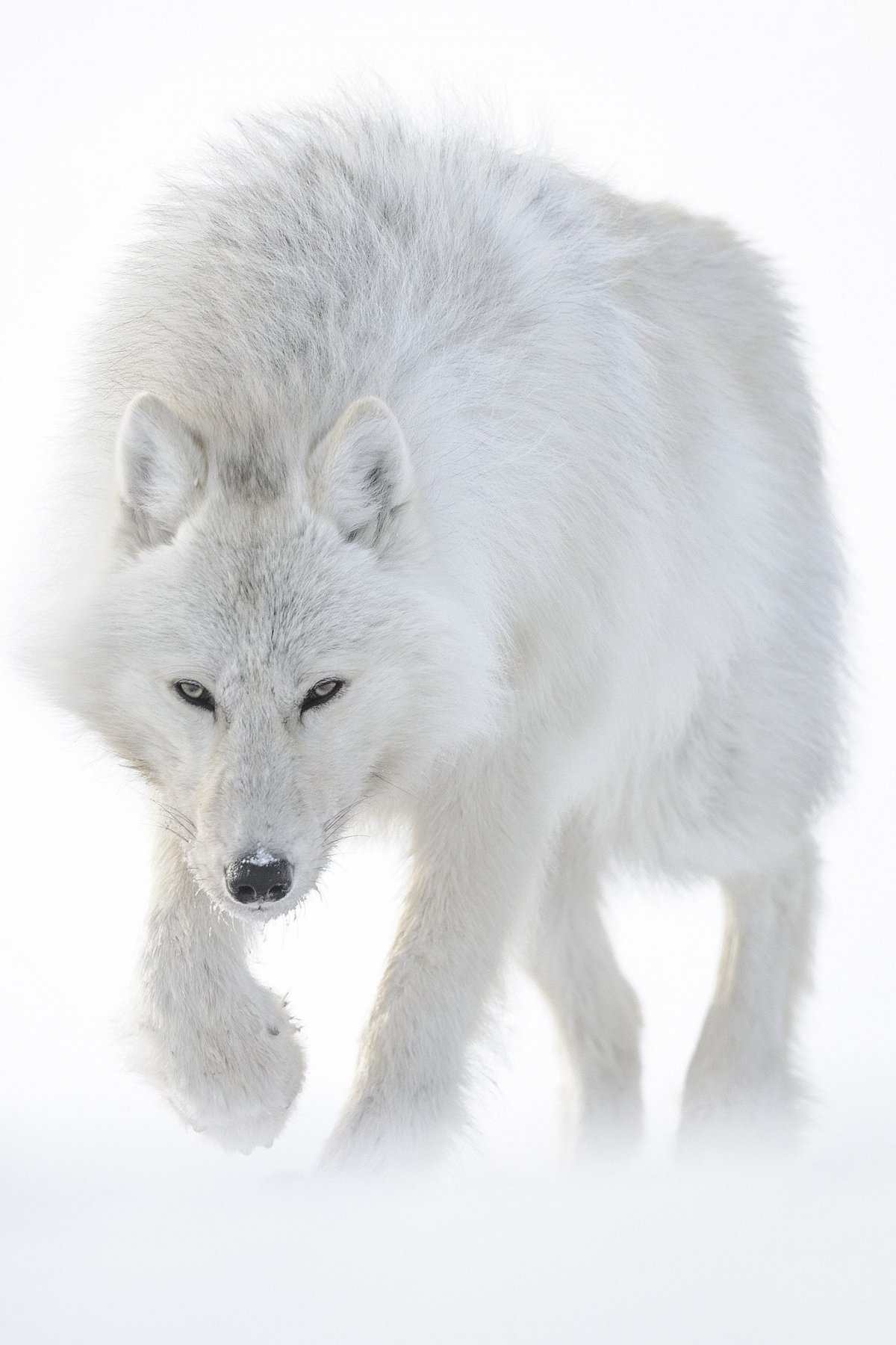 Большой Полярный волк