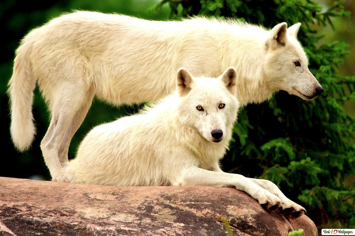 Самоед белый Полярный волк