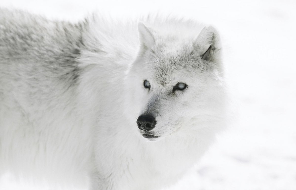 Полярный волк арт