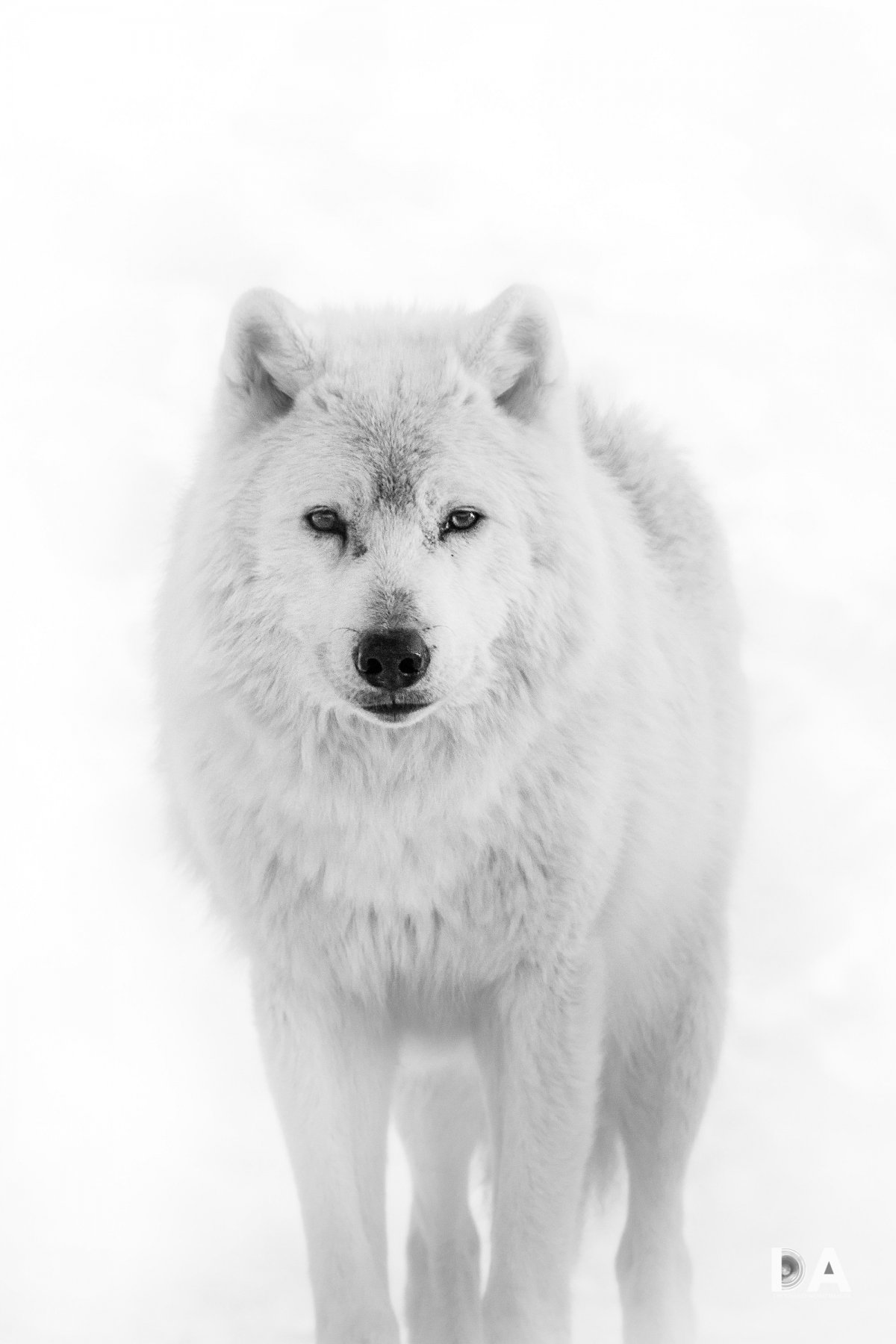 Белая волчица