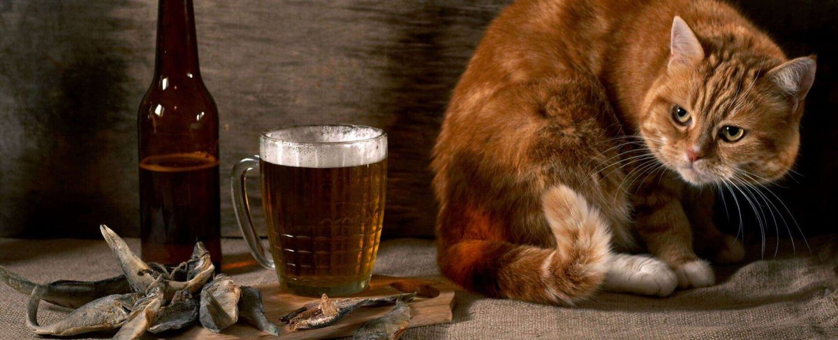 Котик с алкоголем