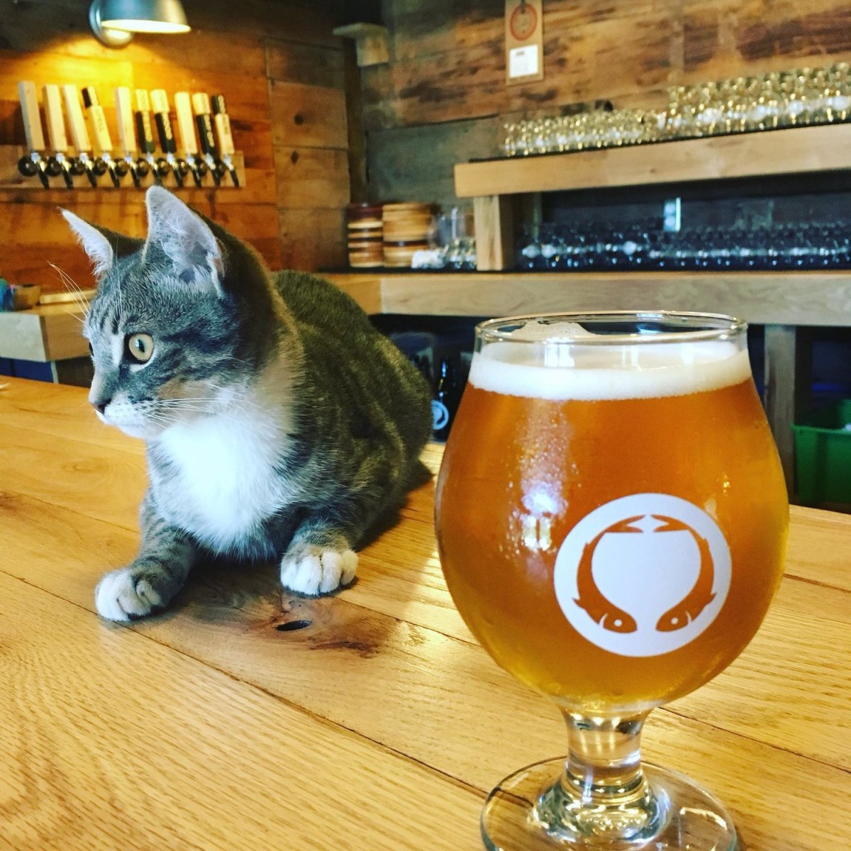 Пивоварня и коты