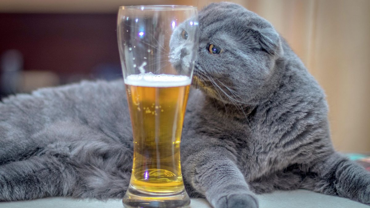 День пива и кошек