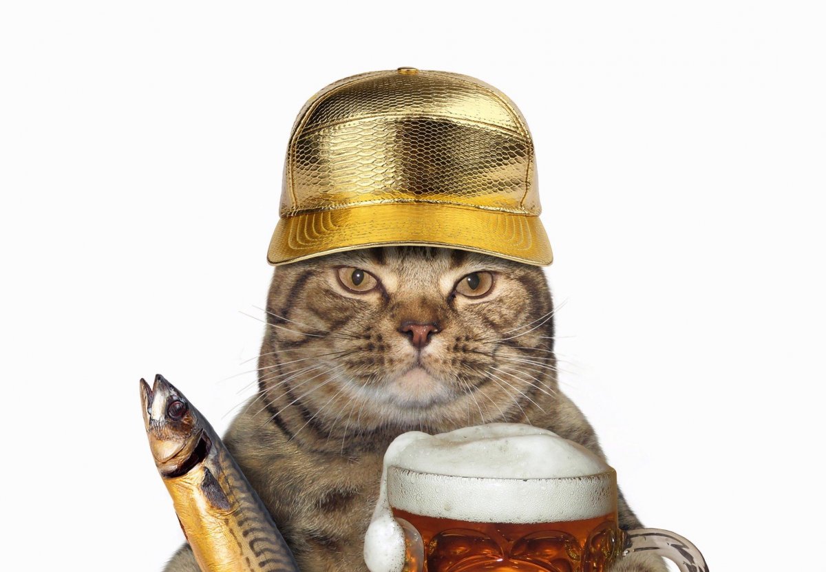 Кот с бокалом пива