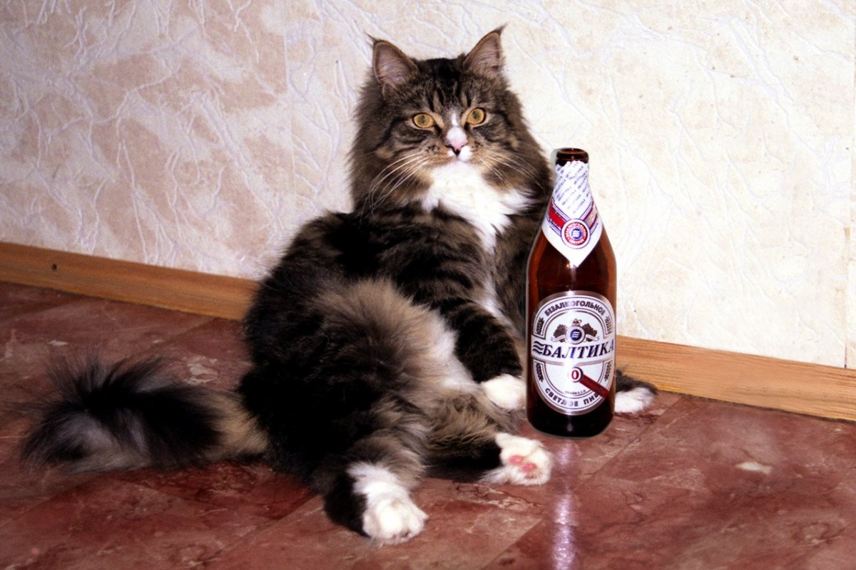Рыжий кот с пивом