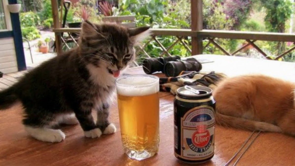 Котик пьет пиво