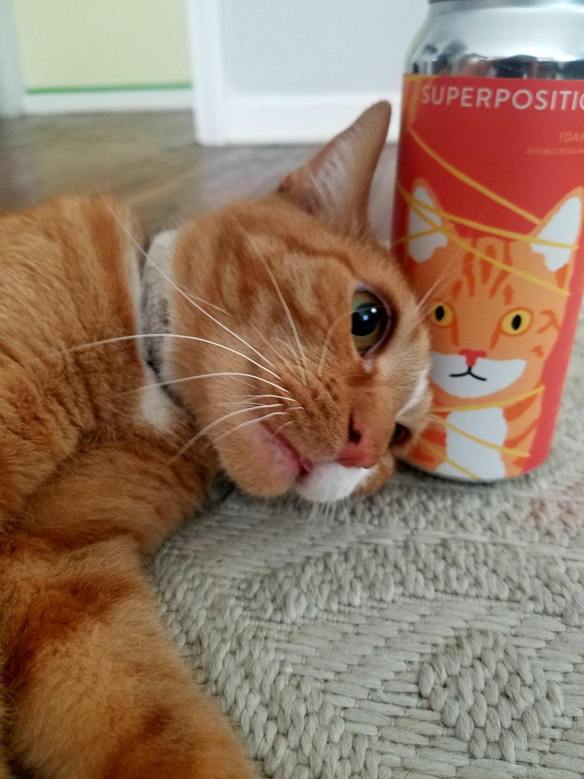 Интрига кот