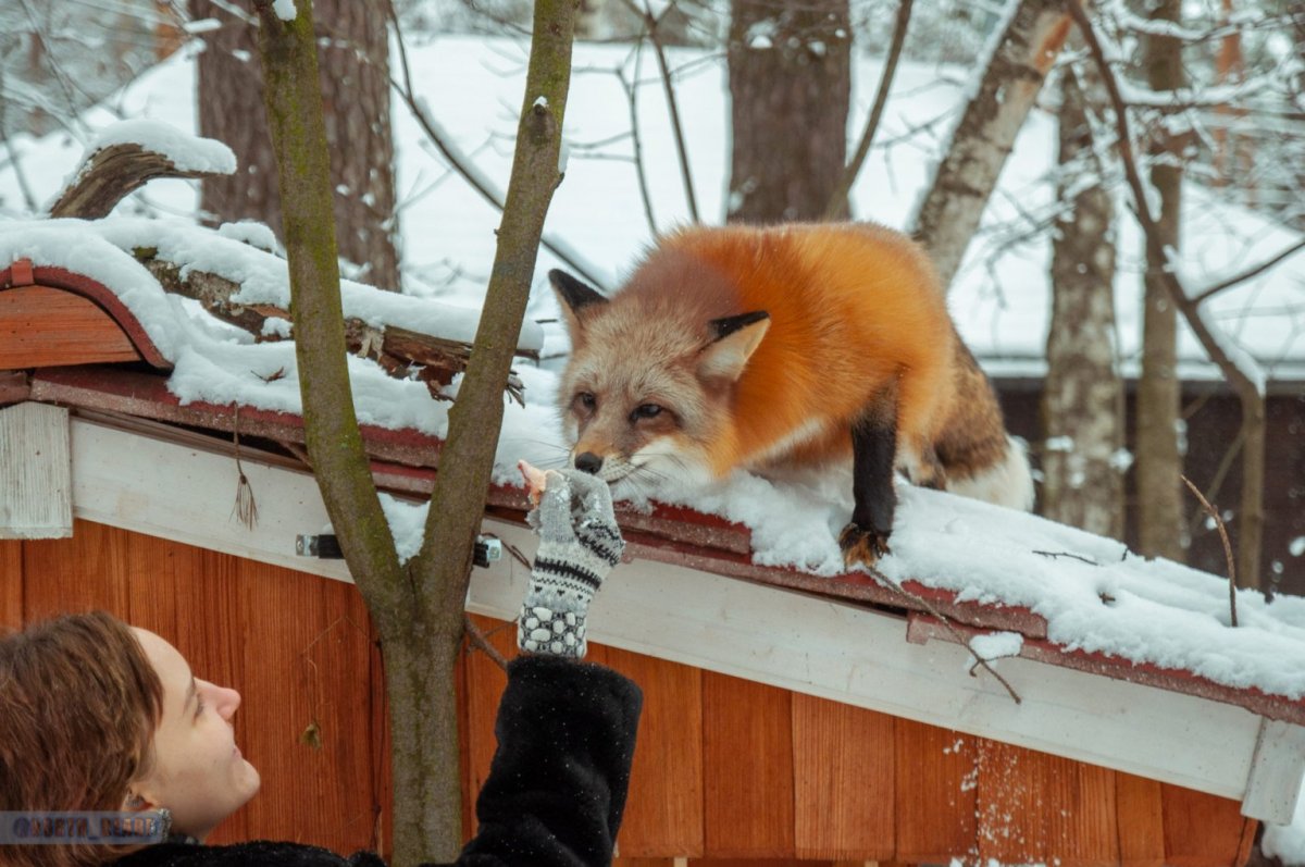 Иван Кулаков хозяин лисы