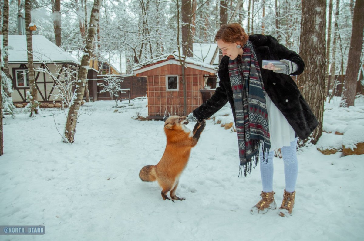 Лиса Алиса Лисяо Иван Кулаков