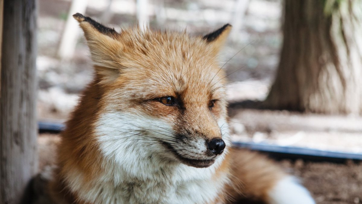 Иван Кулаков хозяин лисы