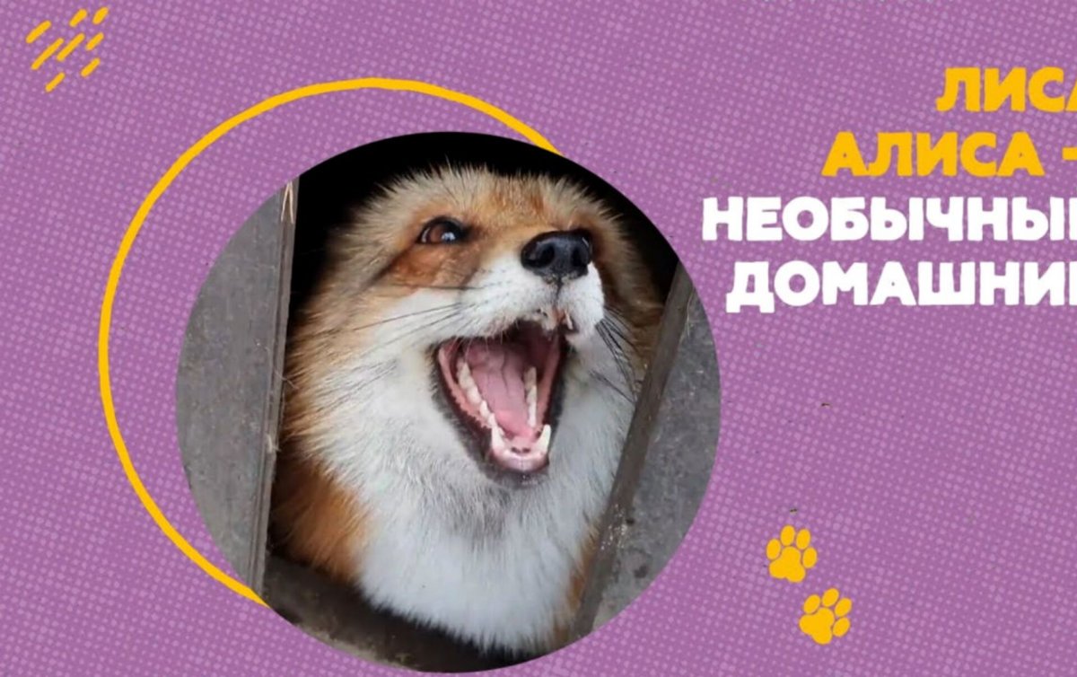 Иван Кулаков хозяин лисы