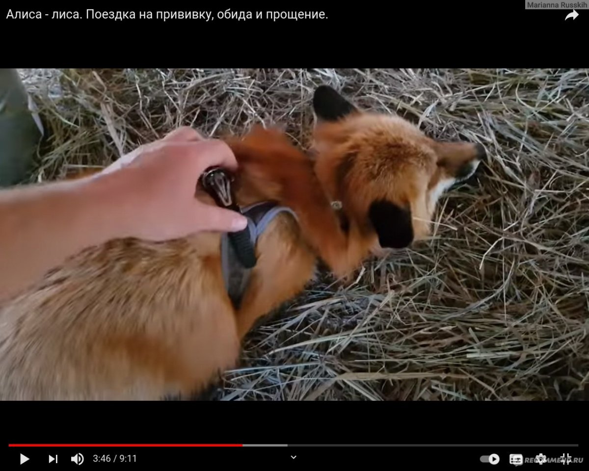 Лисяо лиса Алиса хозяин