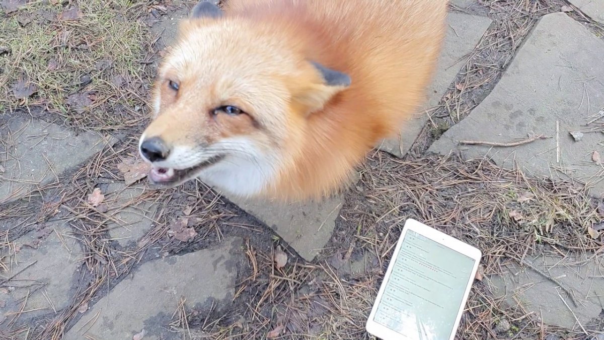 Приключения Буратино кот Базилио