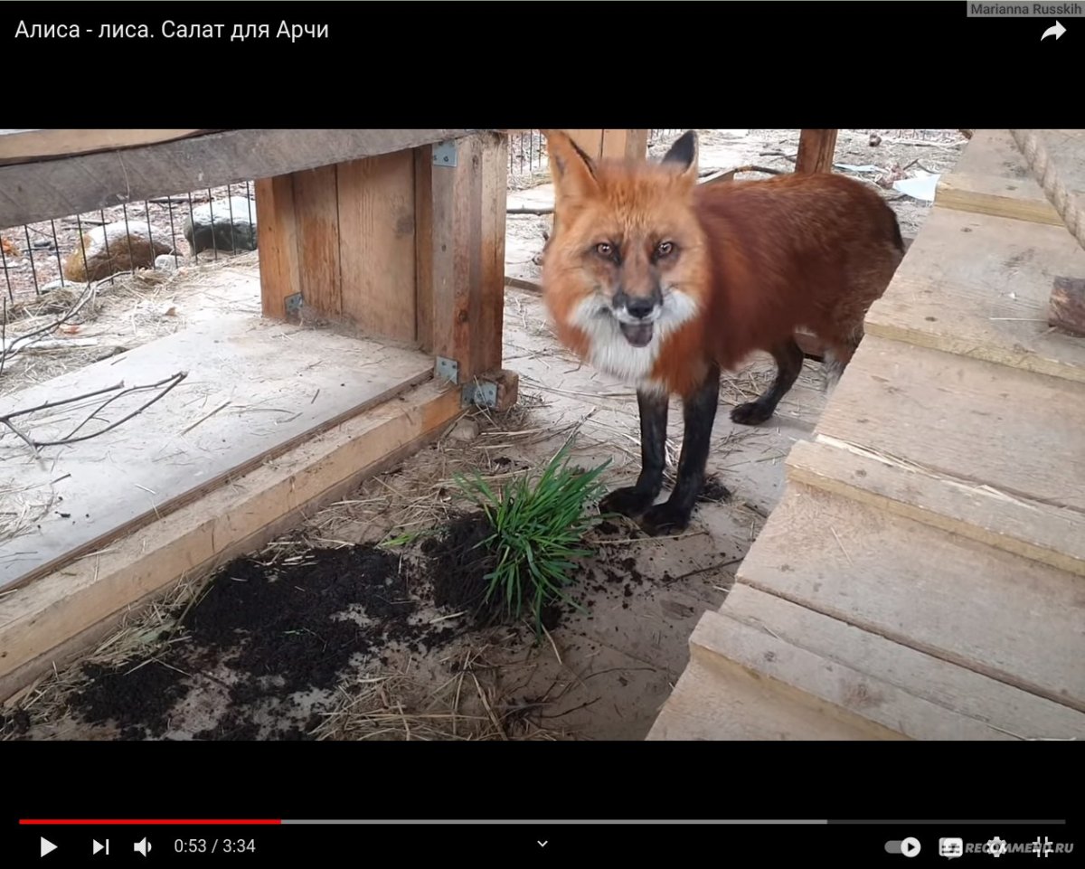 Хозяин лисы Алисы Иван