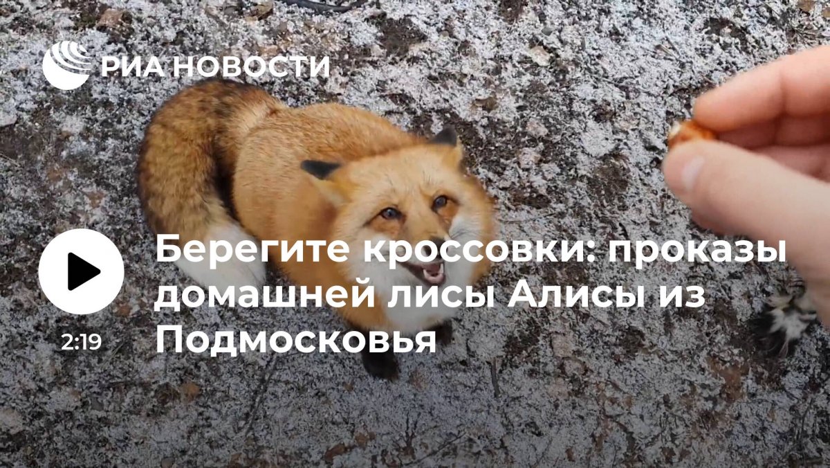 Лисяо лиса Алиса хозяин