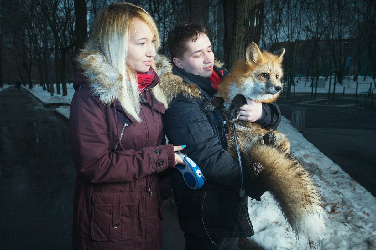 Буратино в Ленинграде книга