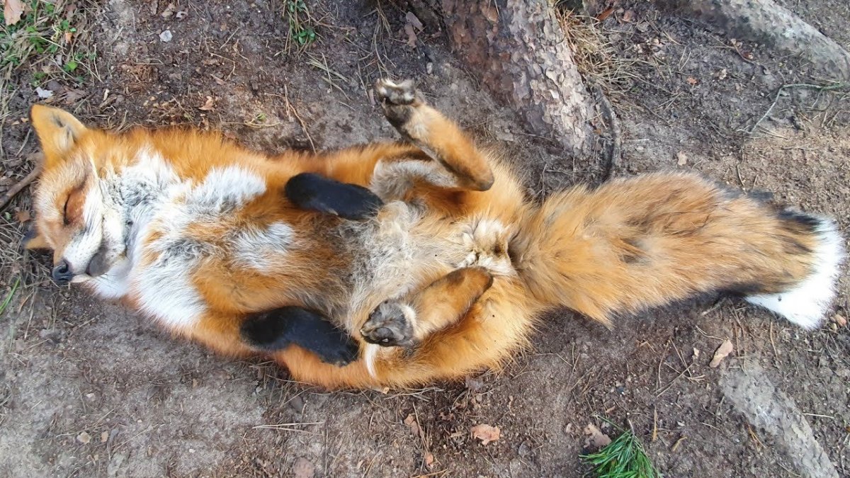 Арсений и Лис