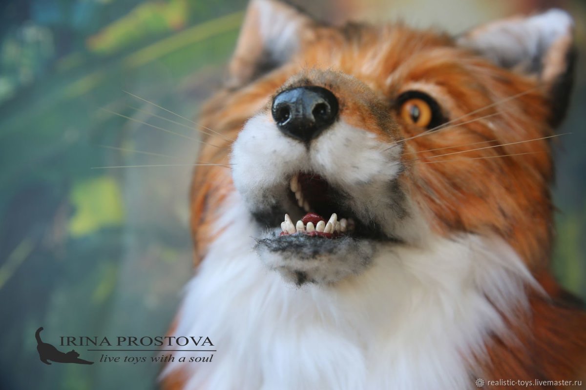 Иван Кулаков хозяин лисы Алисы