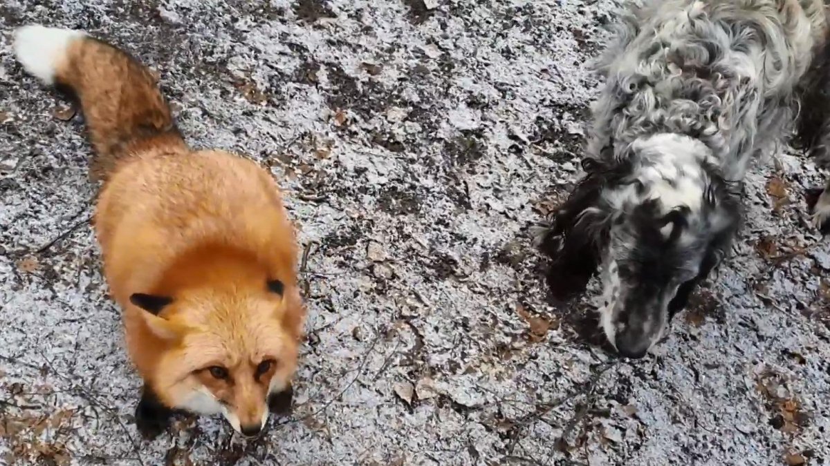 Иван Кулаков лиса Алиса