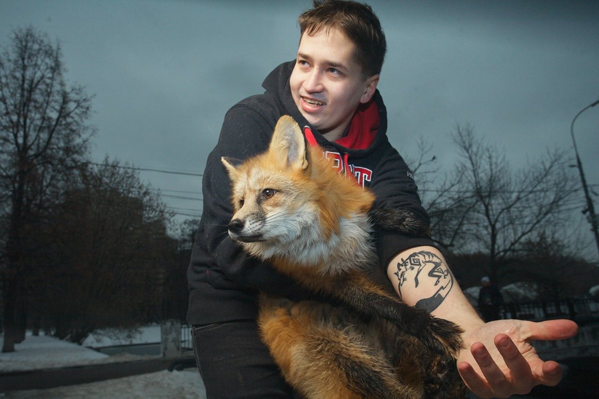 Иван Кулаков хозяин лисы