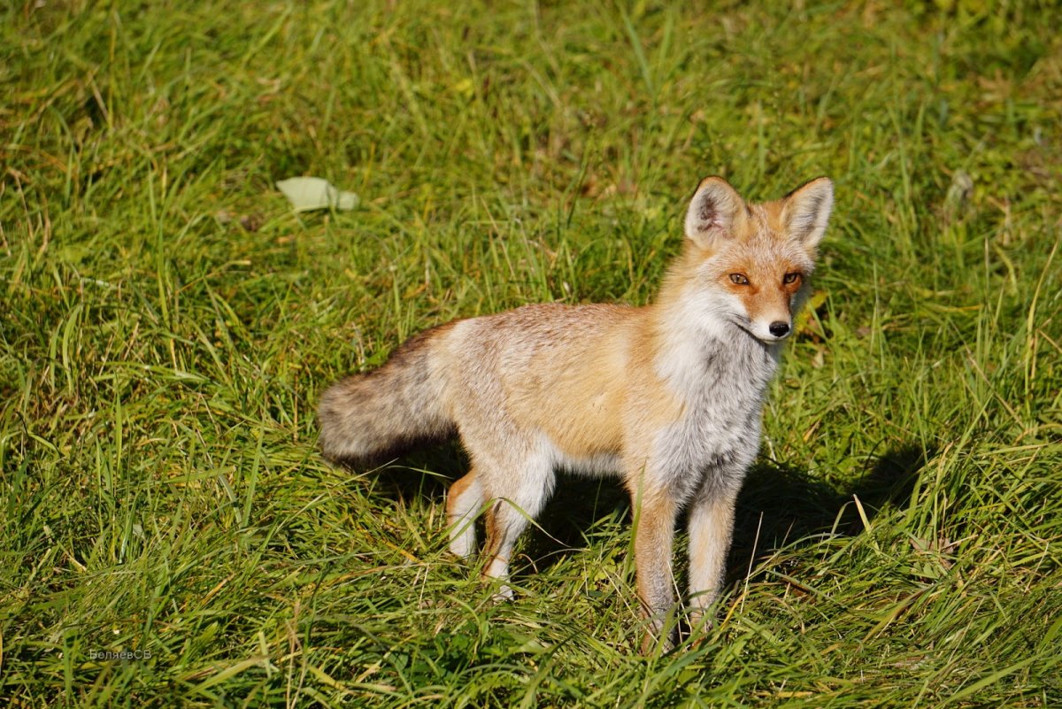Фауна Ильменского заповедника
