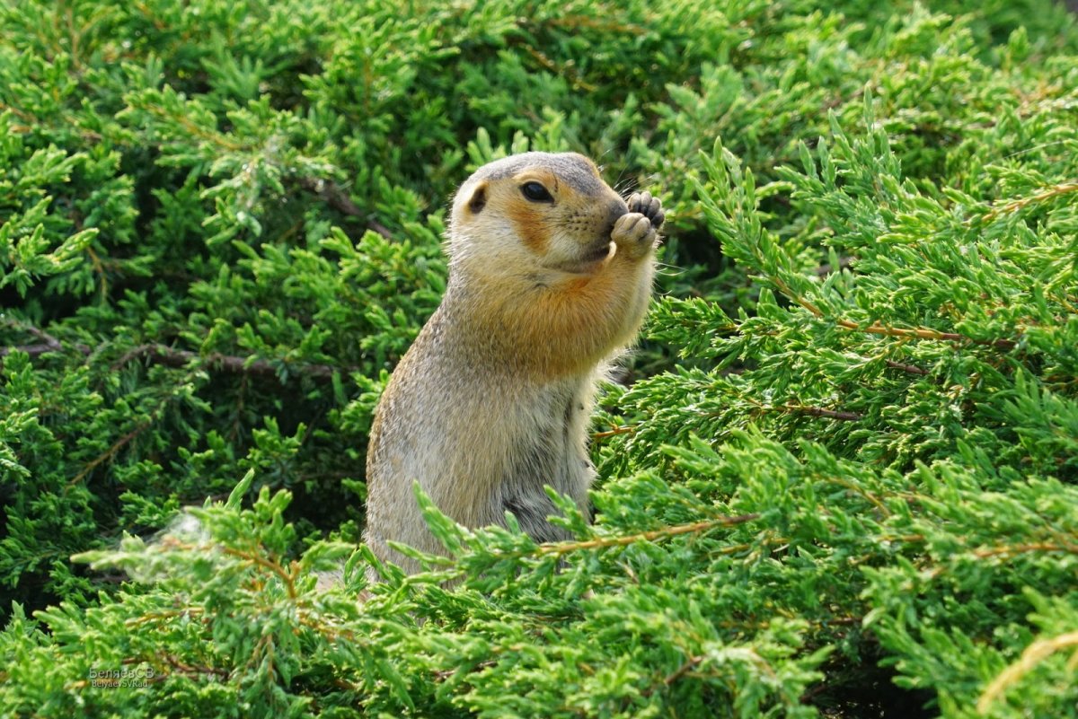 Ильменский минералогический заповедник животные