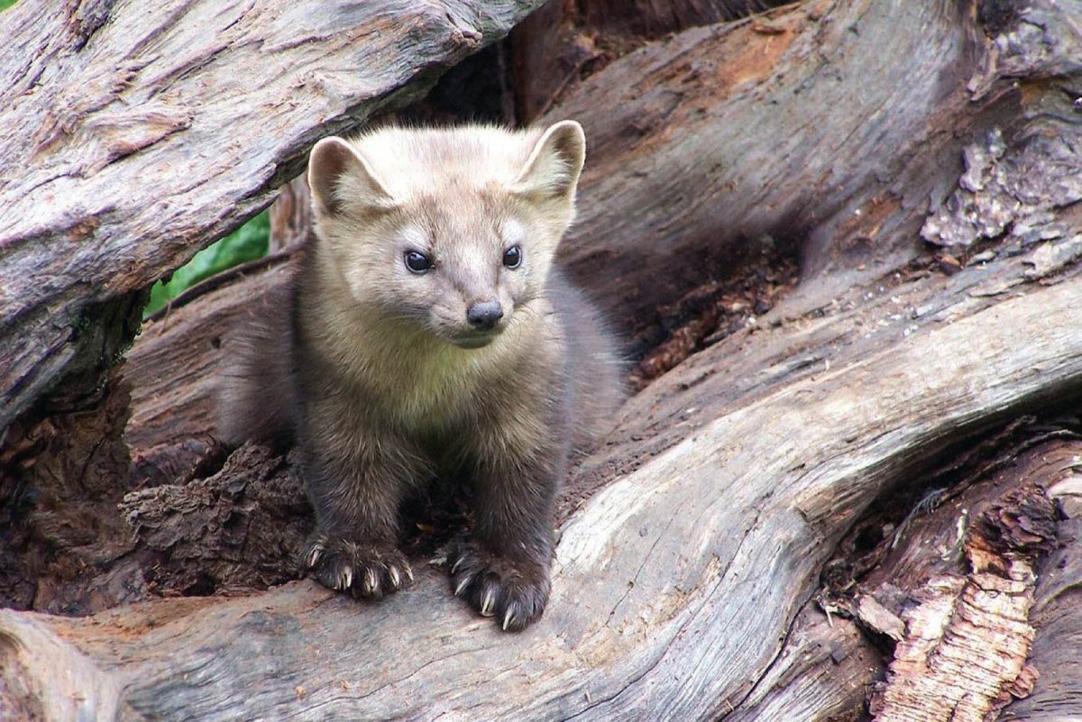 Национальный парк Банф животные