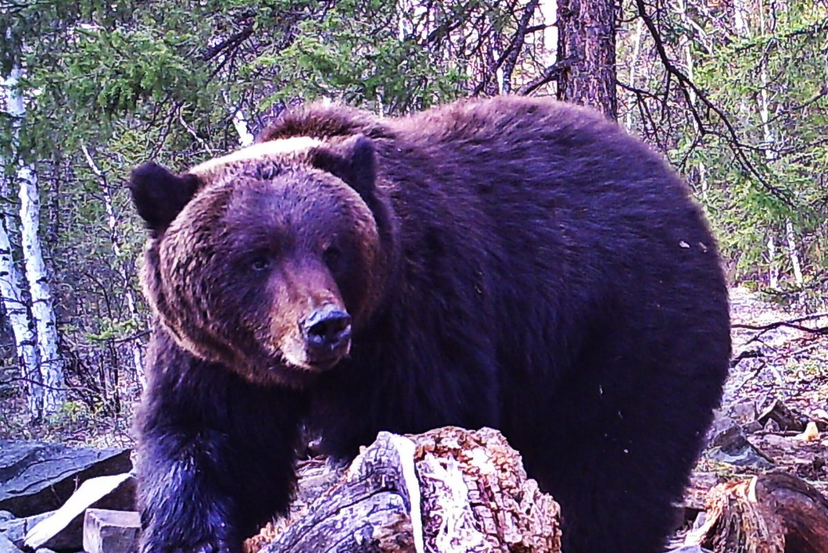 Ласка (Mustela nivalis)