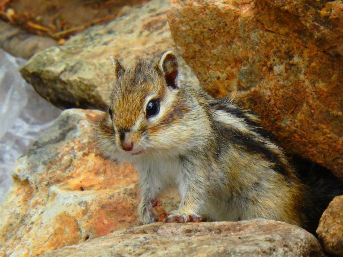 Баргузинский заповедник бурый медведь