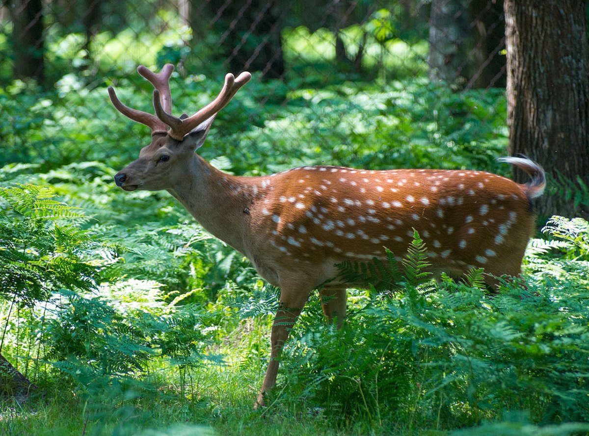 Лиса огневка Чукотка