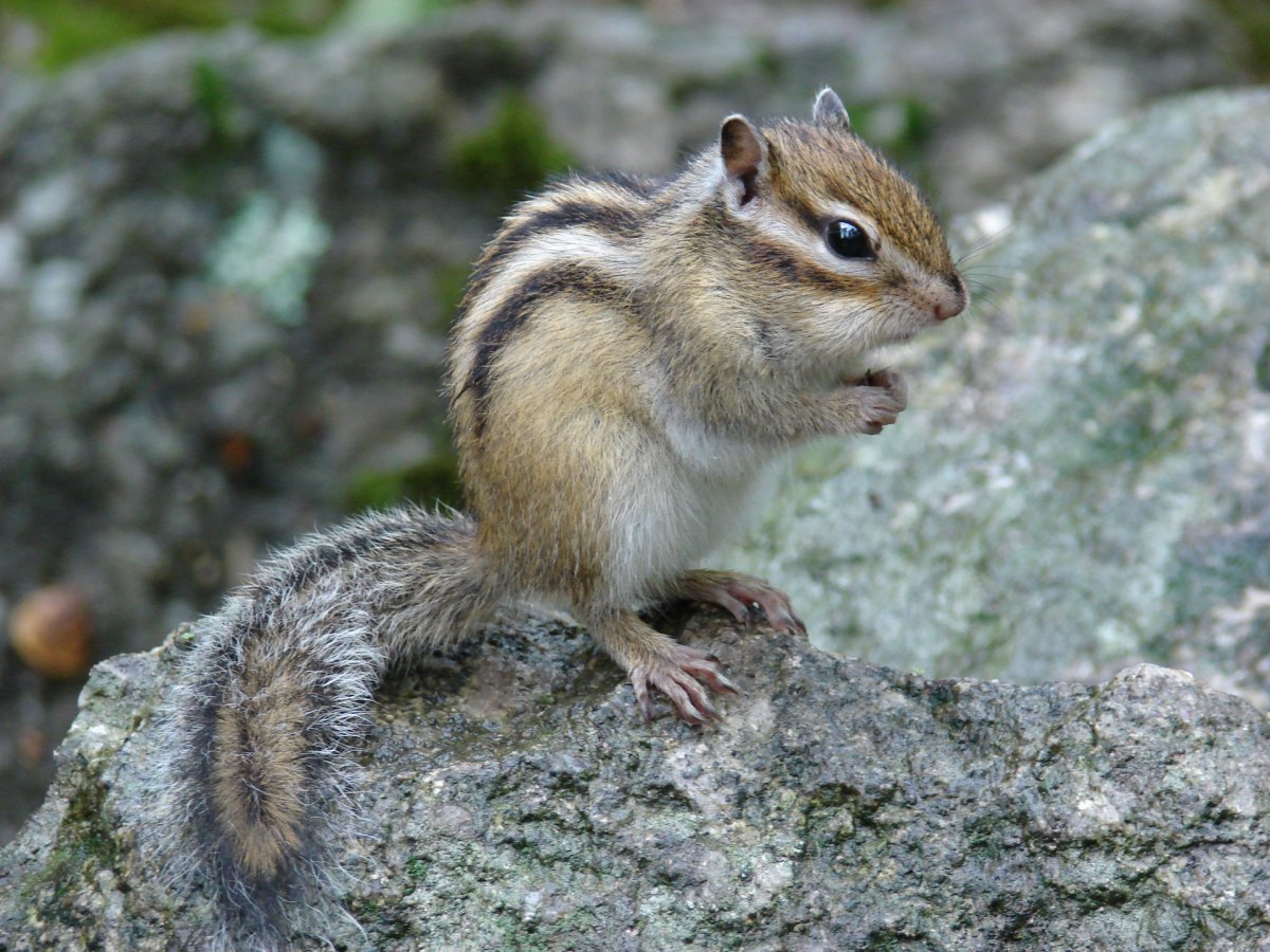 Пятнистый олень Кедровая Падь