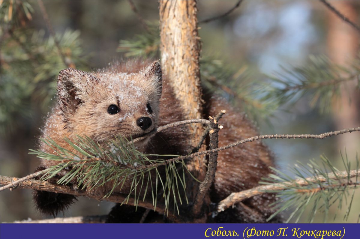 Фауна Ильменского заповедника