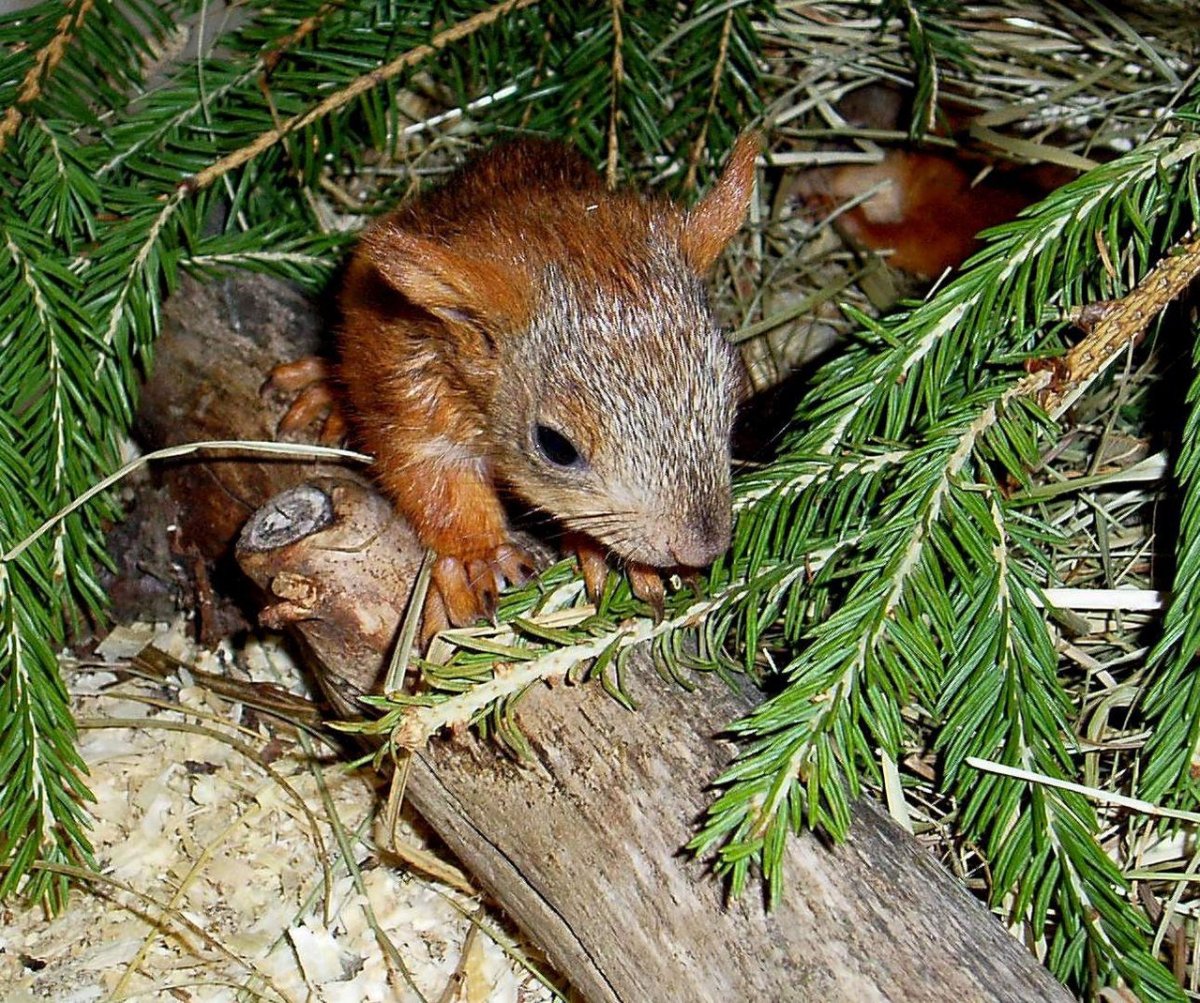 Тунгусский заповедник Лось