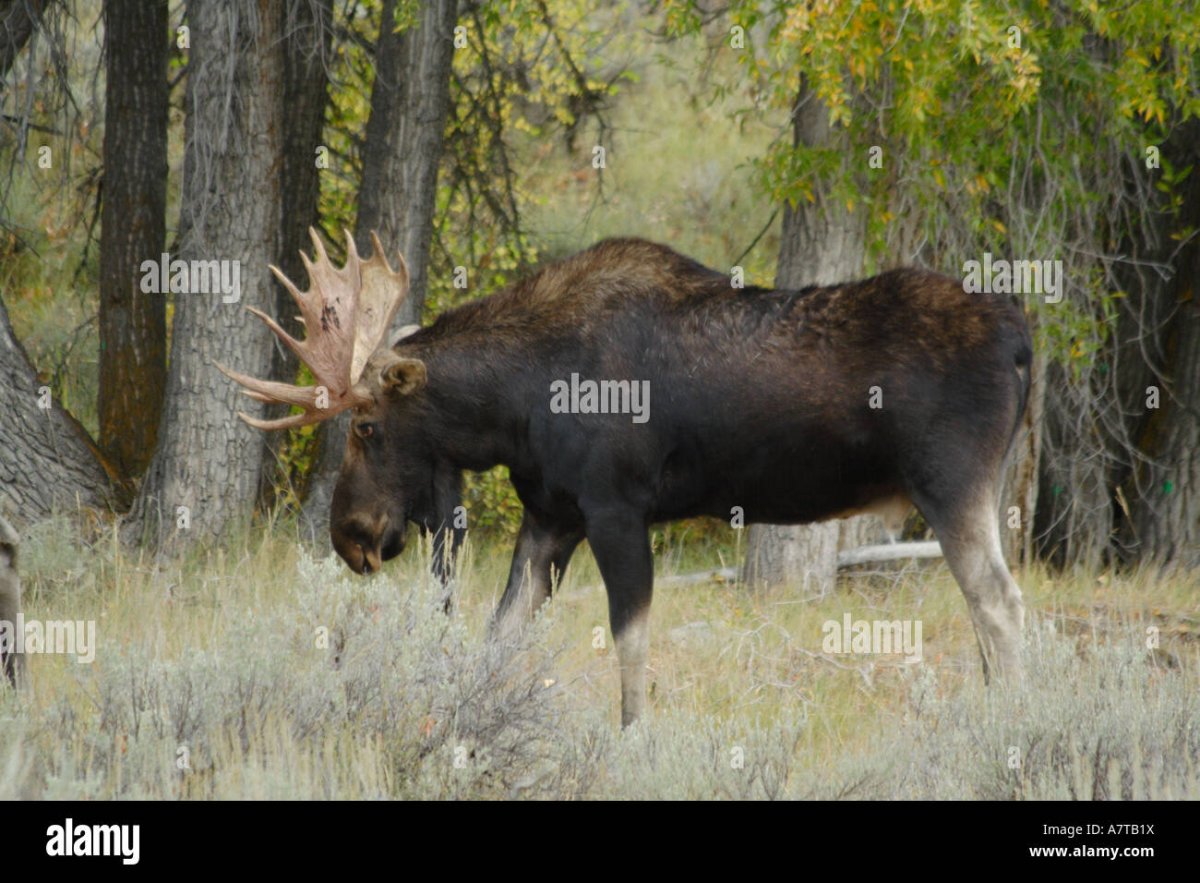 Европейская косуля