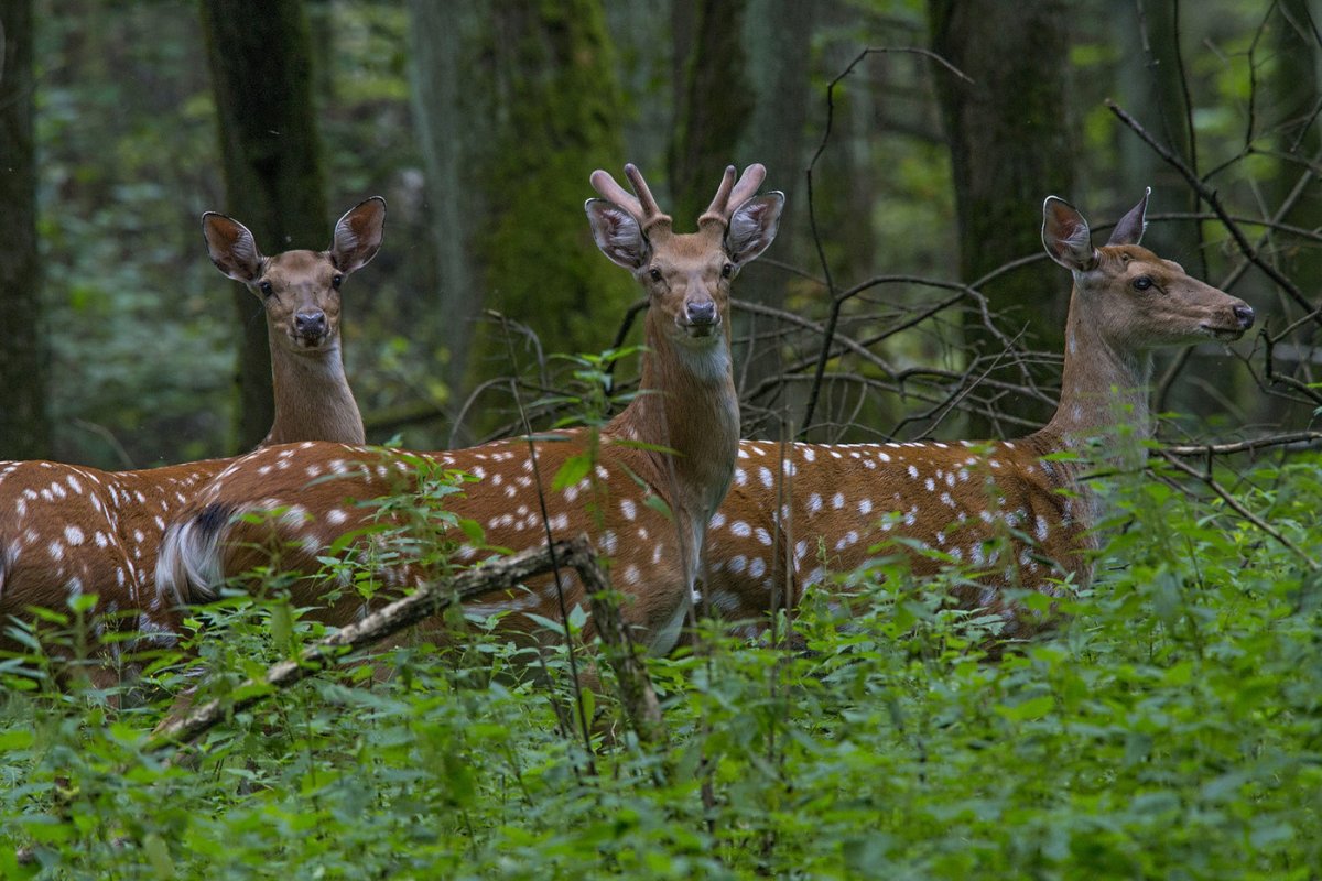 Ильменский заповедник Лось