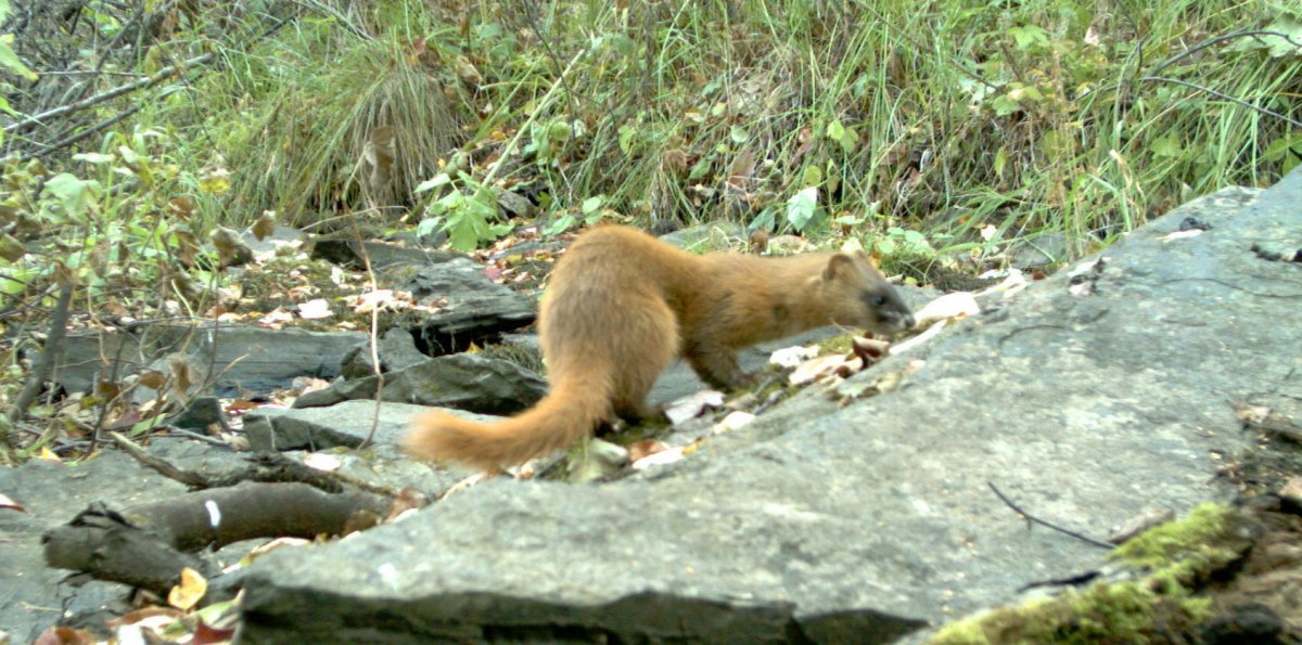 Уссурийский заповедник пятнистый олень