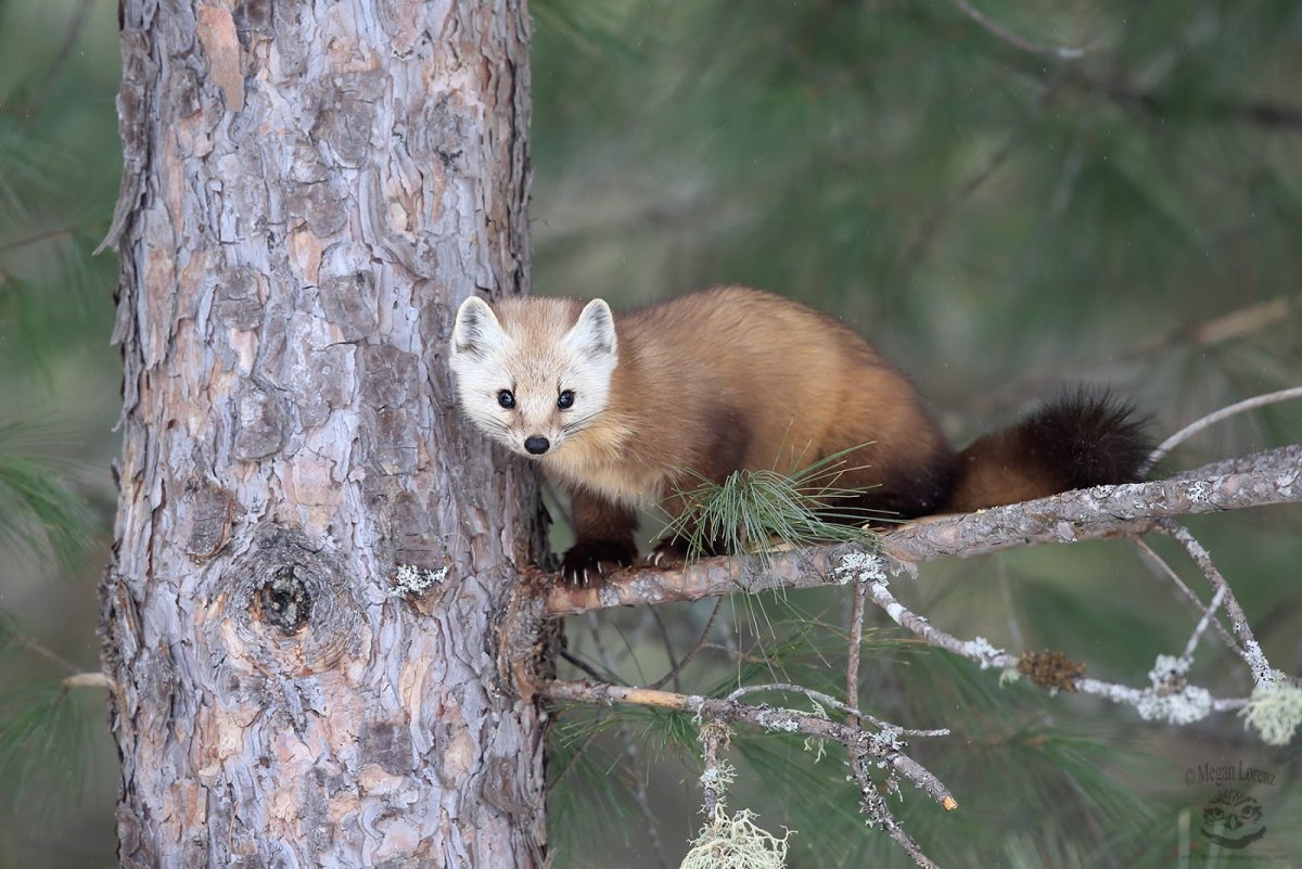Куница в Марий Эл