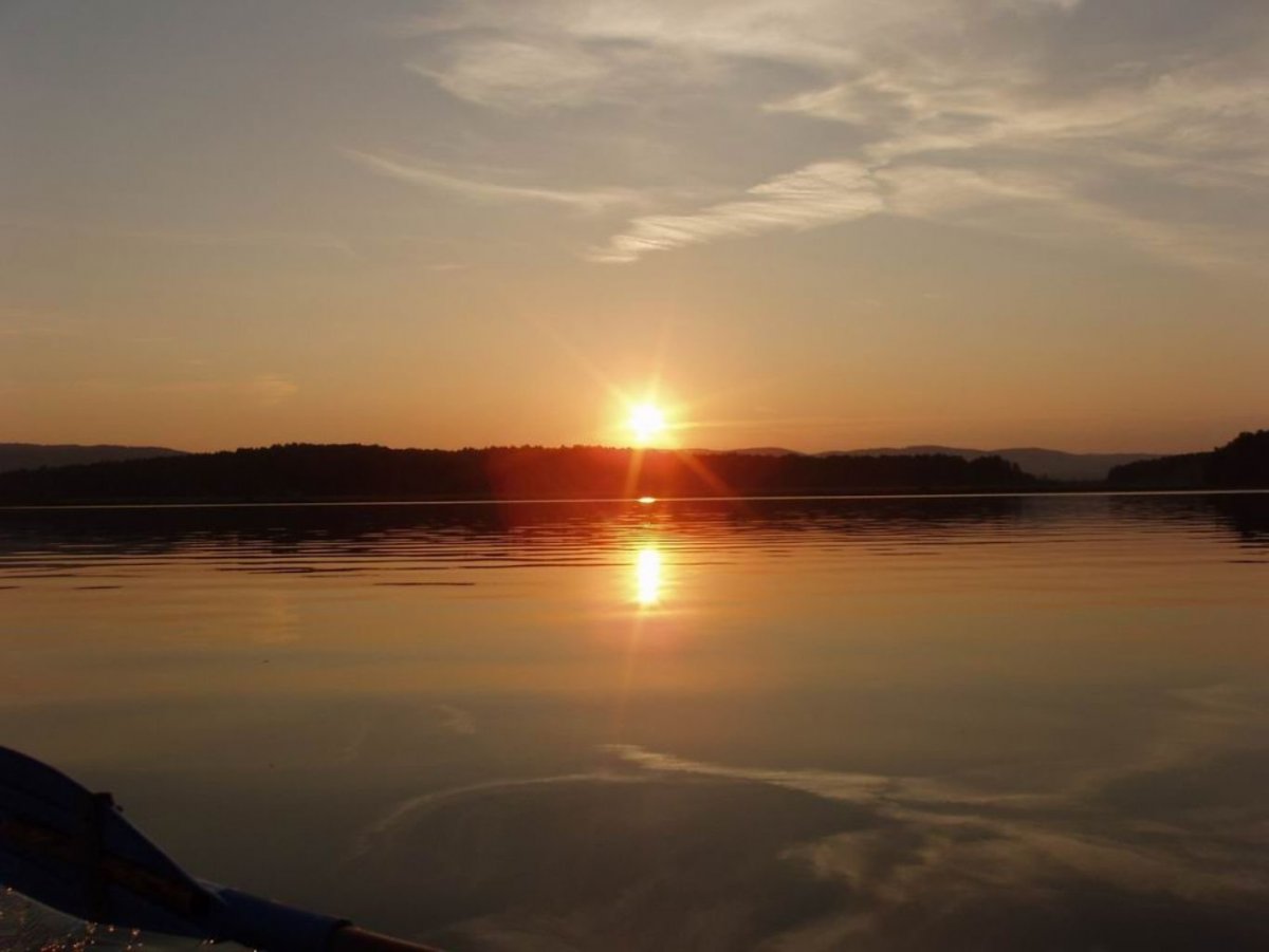 Сибирская косуля capreolus pygargus