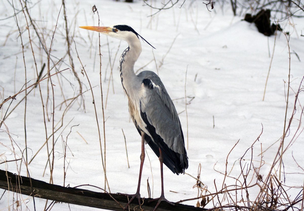 Ильменский заповедник животный мир заповедника
