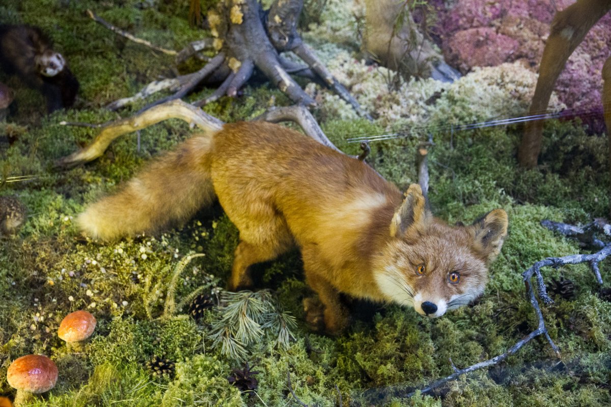 Кабардино-Балкарский высокогорный заповедник животный мир