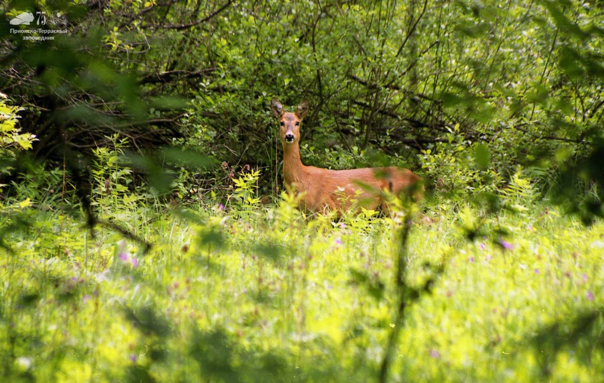 Горностай (Mustela erminea)