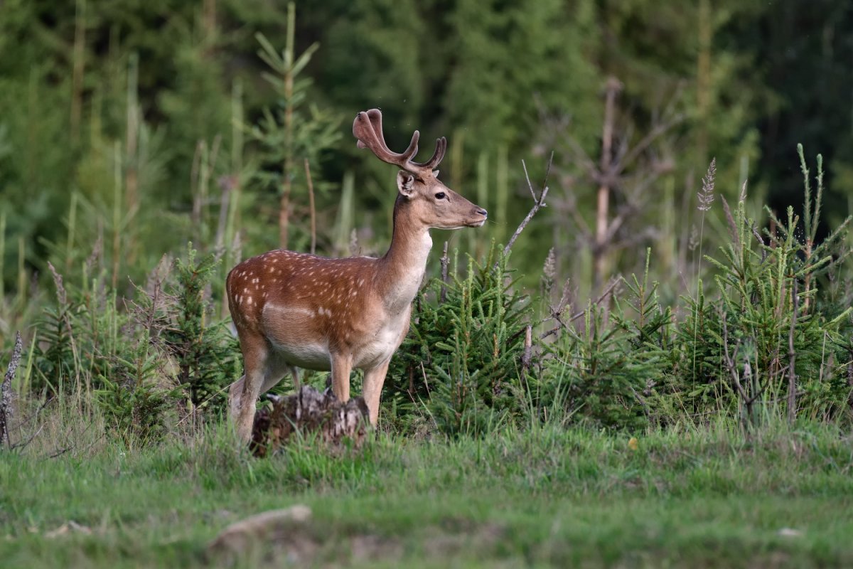 Сычуаньская косуля