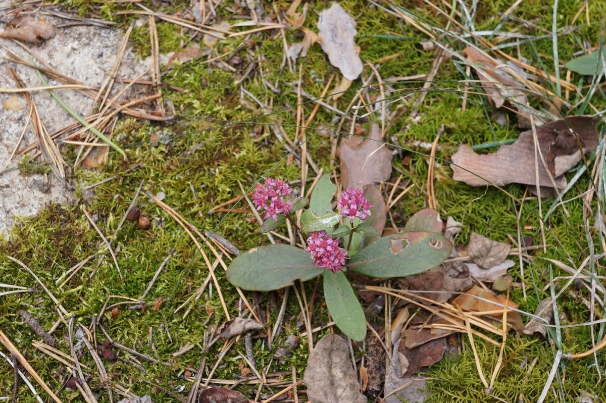 Ильменский заповедник животные