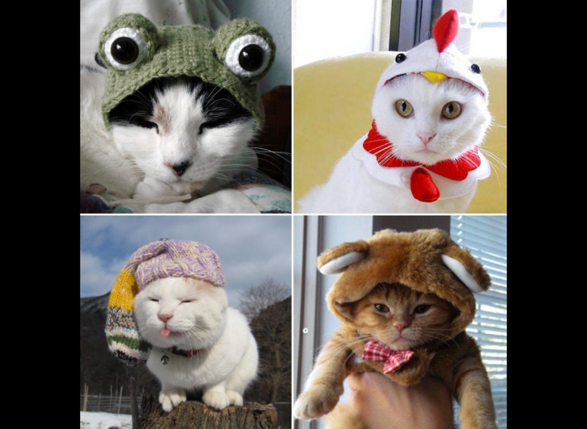 Манчкин кот